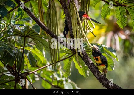 Kragenakarari-Küken, die im Regenwald von Panama auf der Suche nach Nahrung auf einem Baum sind Stockfoto