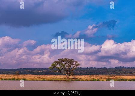 Nairobi City County Nationalpark Vögel Tiere Wildtiere Savanne Grasland Landschaften Panoramablick malerische Ausblicke magische Kenia Ostafrika Discovery Exp Stockfoto