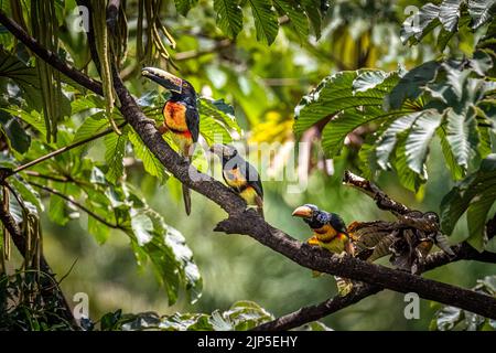 Halsbandakarari verlässt das Nest zum ersten Mal Elternteil zeigt den Küken, was sie im Regenwald von Panama essen können Stockfoto