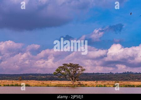 Nairobi City County Nationalpark Vögel Tiere Wildtiere Savanne Grasland Landschaften Panoramablick malerische Ausblicke magische Kenia Ostafrika Discovery Exp Stockfoto