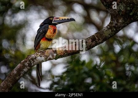 Colmared acarari aus nächster Nähe auf einem Baum im Regenwald von Panama Stockfoto