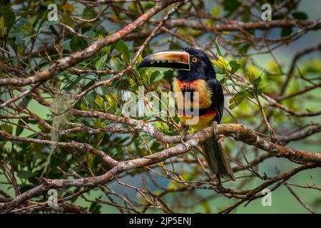 Colmared acarari aus nächster Nähe auf einem Baum im Regenwald von Panama Stockfoto