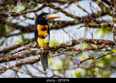 Junge Acarari-Küken mit Kragen saßen auf einem Baum im Regenwald von Panama Stockfoto