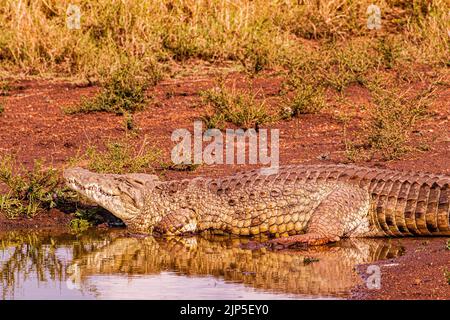 Nairobi Nationalpark Kenias Hauptstadt Krokodile oder echte Krokodile sind große, semiaquatische Reptilien, die in den Tropen Afrikas leben Stockfoto