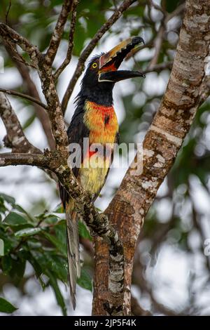 Der Halsbandakarari mit seinem weit geöffneten Schnabel thront auf einem Baum im Regenwald von Panama Stockfoto