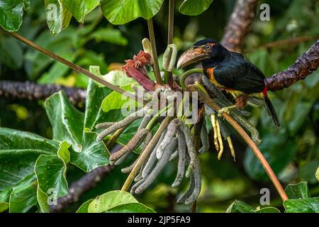 Kragenakarari-Küken, die im Regenwald von Panama auf der Suche nach Nahrung auf einem Baum sind Stockfoto