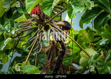 Kragenakarari-Küken, die im Regenwald von Panama auf der Suche nach Nahrung auf einem Baum sind Stockfoto
