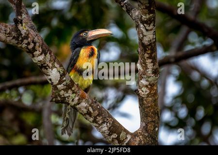 Junge Acarari-Küken mit Kragen saßen auf einem Baum im Regenwald von Panama Stockfoto