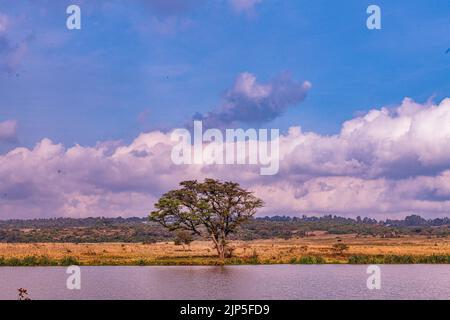 Nairobi City County Nationalpark Vögel Tiere Wildtiere Savanne Grasland Landschaften Panoramablick malerische Ausblicke magische Kenia Ostafrika Discovery Exp Stockfoto
