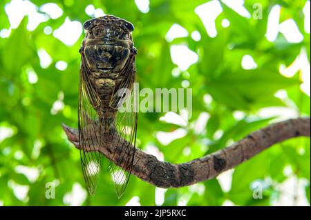 Japanische Cicada - Graptopsaltria nigrofuscata, die große braune, genannt Aburazemi auf Japanisch. Auf trockenem Ast. Isoliert auf unscharfen Bokeh-Hintergrund. Stockfoto