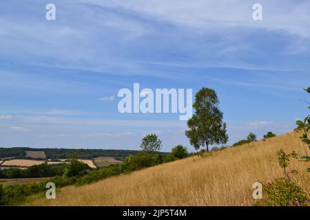 Die Dürrebedingungen in Shoreham, Kent, haben am heißen Augusttag im Jahr 2022 Felder ausgetrocknete. Felder, Bauernhöfe mit wenig Wasser. Silberne Birke auf Fackenden Down Stockfoto