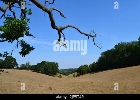 Die Dürrebedingungen in Shoreham, Kent, haben am heißen Augusttag im Jahr 2022 Felder ausgetrocknete. Felder, Bauernhöfe mit wenig Wasser. Dunstall Farm Land. Abgestorbener Baumzweig Stockfoto