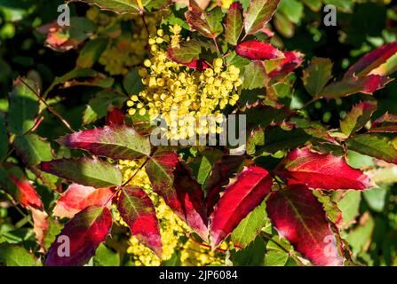 Ein Oregon Grape Bush hat sein farbenfrohes Herbstlaub bewahrt, während er im Frühling neu blüht. Stockfoto