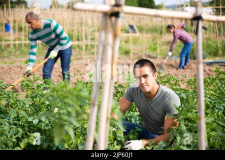 Bauern sammeln Insekten aus Kartoffelblättern Stockfoto