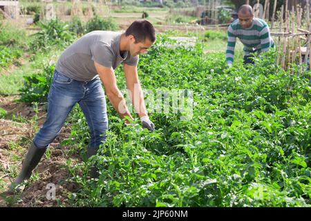 Mann Gärtner während der Ernte von Kartoffeln im grünen Garten Stockfoto