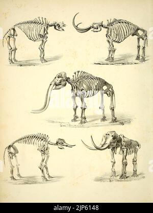 Der Mastodon Giganteus von Nordamerika (Tafel ich) Stockfoto