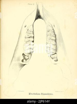 Der Mastodon Giganteus von Nordamerika (Platte III) Stockfoto