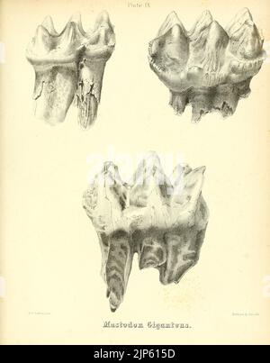 Der Mastodon Giganteus von Nordamerika (Platte IX) Stockfoto