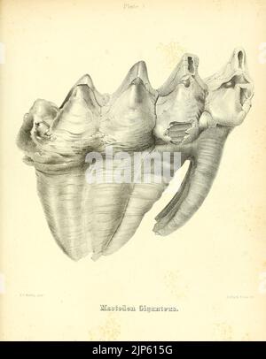 Der Mastodon-Giganteus Nordamerikas (Platte X) Stockfoto