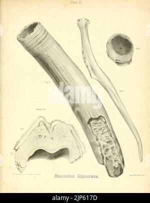 Der Mastodon Giganteus von Nordamerika (Platte XX) Stockfoto