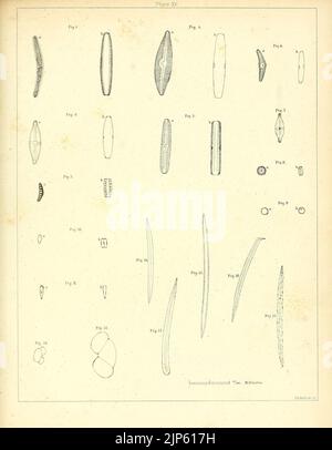 Der Mastodon Giganteus von Nordamerika (Platte XV) Stockfoto