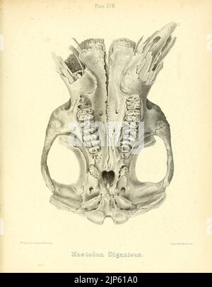 Der Mastodon Giganteus von Nordamerika (Platte XVIII) Stockfoto