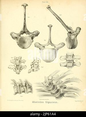 Der Mastodon Giganteus von Nordamerika (Platte XXII) Stockfoto
