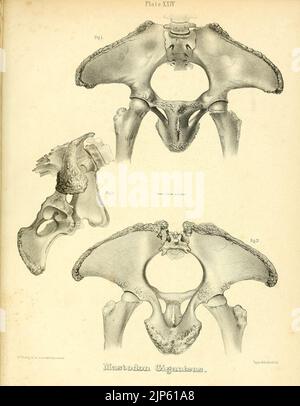 Der Mastodon Giganteus von Nordamerika (Platte XXIV) Stockfoto