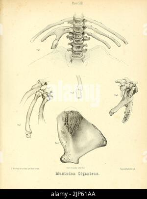 Der Mastodon Giganteus von Nordamerika (Platte XXIII) Stockfoto