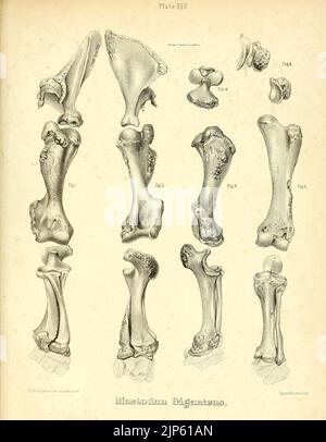 Der Mastodon giganteus Nordamerikas (Platte XXV) Stockfoto