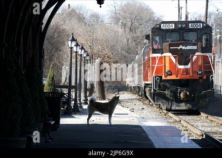 HACHIKO, HACHIKO: A DOG'S STORY, 2009 Stockfoto