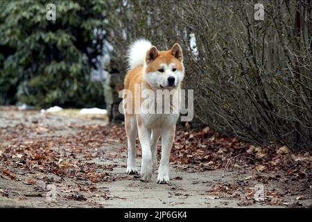 HACHIKO, HACHIKO: A DOG'S STORY, 2009 Stockfoto