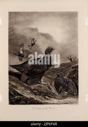 Die Naturgeschichte des britischen Federwild Stockfoto