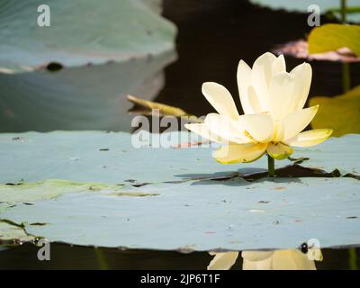 Gelber Lotus oder Nelumbo luteo in einem Teich mit einer hellgrünen Seerosenunterlage mit Blütenspiegelung im Teich. Stockfoto