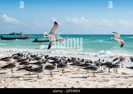 Möwen ruhen an einem tropischen Strand, und im Hintergrund vertäuten Fischerboote. Nicht fokussiert. Stockfoto