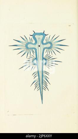 Des Naturforschers Vermischtes oder farbigen Figuren von natürlichen Objekten Stockfoto