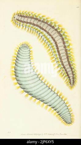 Des Naturforschers Vermischtes oder farbigen Figuren von natürlichen Objekten Stockfoto