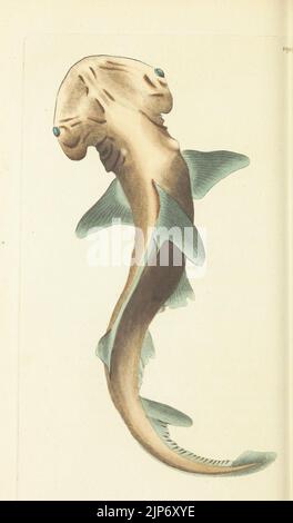 Des Naturforschers Vermischtes oder farbigen Figuren von natürlichen Objekten Stockfoto