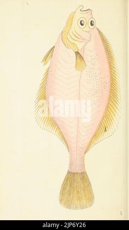 Des Naturforschers Vermischtes oder farbigen Figuren von natürlichen Objekten Stockfoto