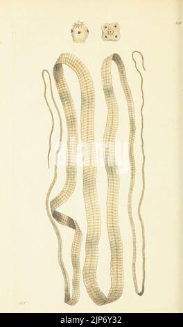 Des Naturforschers Vermischtes oder farbigen Figuren von natürlichen Objekten Stockfoto