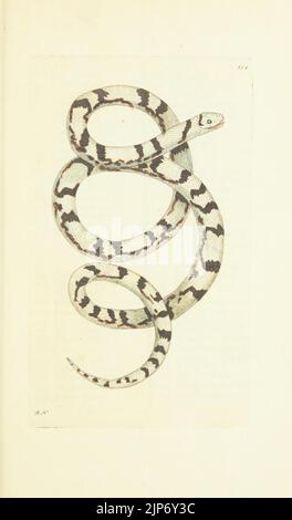 Des Naturforschers Vermischtes oder farbigen Figuren von natürlichen Objekten Stockfoto