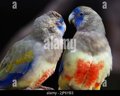 Zwei wunderschöne exotische Greater Bluebonnet Papageien mit außergewöhnlich farbigem Gefieder. Stockfoto