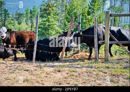 Gruppe von Kühen auf der Ranch Stockfoto