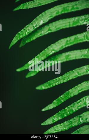 Nahaufnahme Grünfarn Blätter Rebe grünen Hintergrund Stockfoto