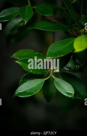 Ficus annulata grün hinterlässt üppige Nahaufnahme Stockfoto