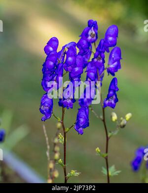 Eisenhut, Äkta stormhatt (Aconitum napellus) Stockfoto