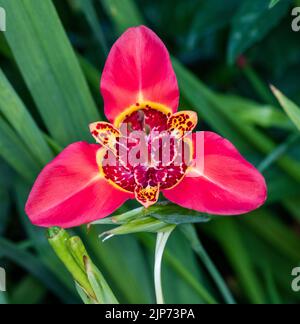 „Mix“-Tiger-Iris, Påfågelslilja (Tigridia pavonia) Stockfoto