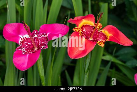 „Mix“-Tiger-Iris, Påfågelslilja (Tigridia pavonia) Stockfoto