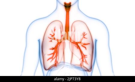 Menschliche Atmungssystem Lungen Anatomie Stockfoto