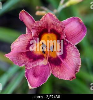 "El Torheit' Daylily, Daglilja (Hemerocallis) Stockfoto